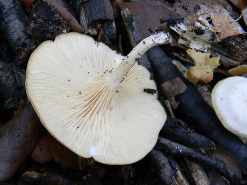 29) Fotogr.il 19.11.2016.sotto Leccio terr.sabb.