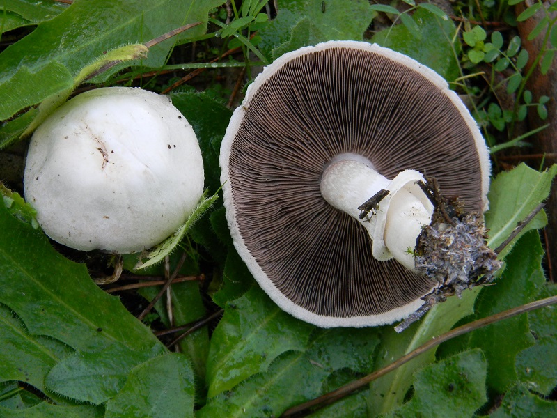 32)Fotogr.il.19.11.2016.tra pino e Eucaliptus ultimo del19.11.