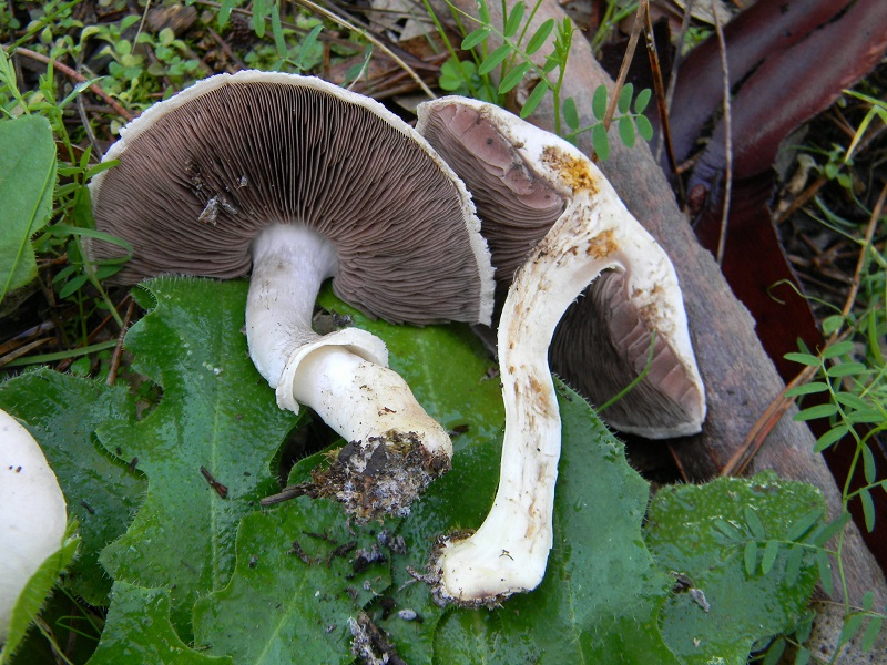 32)Fotogr.il.19.11.2016.tra pino e Eucaliptus ultimo del19.11.