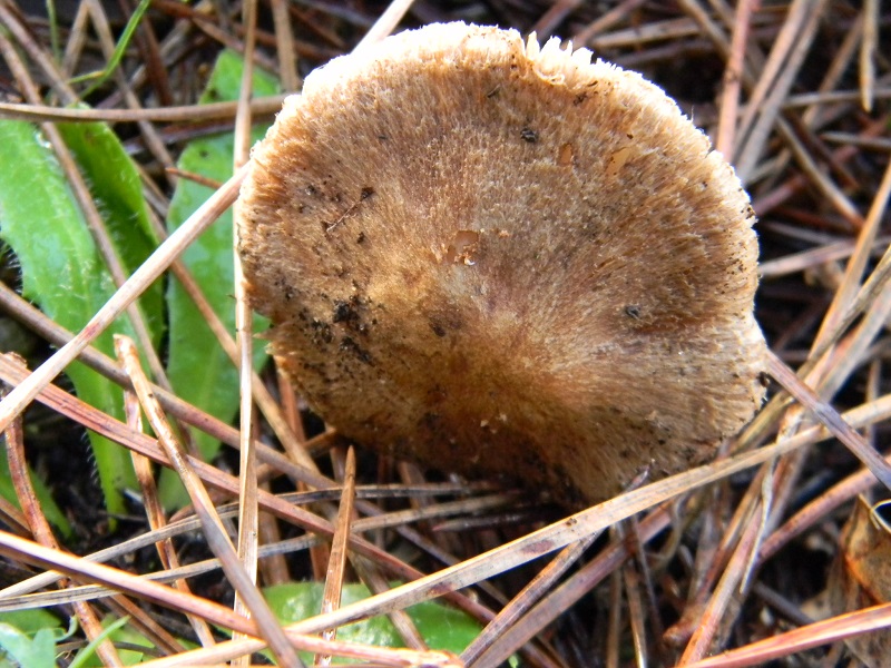 14)Fotogr.il 19.11.2016.sotto pineta marina con Leccio