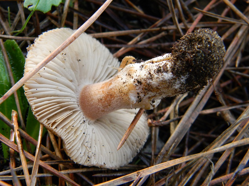 14)Fotogr.il 19.11.2016.sotto pineta marina con Leccio