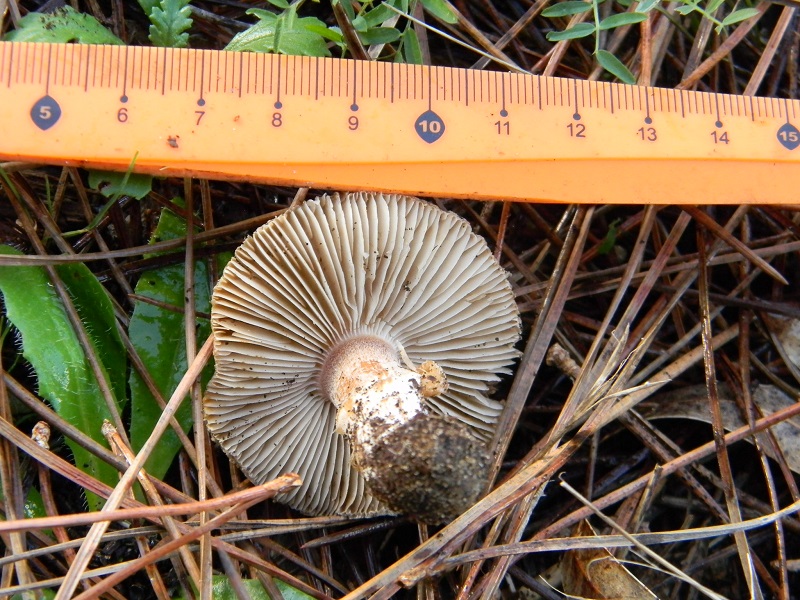 14)Fotogr.il 19.11.2016.sotto pineta marina con Leccio