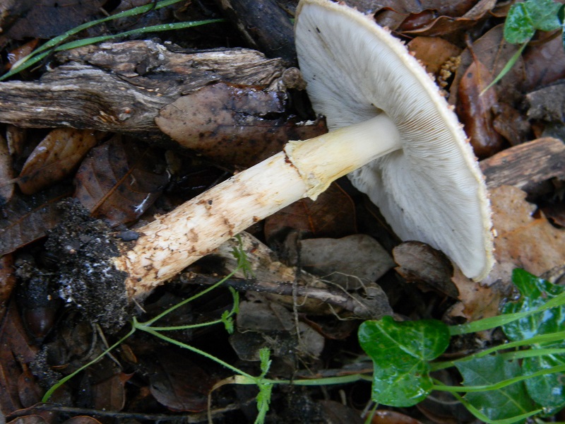 30)Fotogr.il.19.11.2016.sotto Leccio terr.sabb.