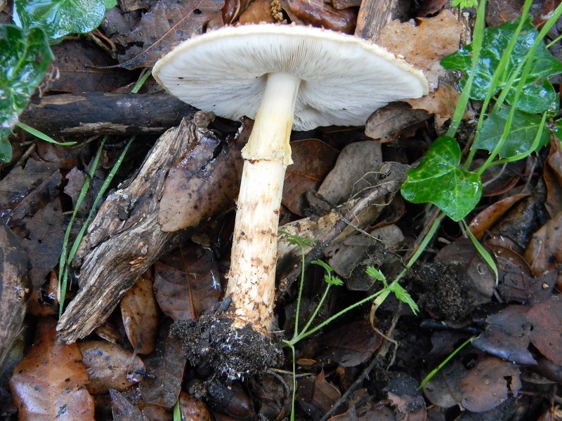 30)Fotogr.il.19.11.2016.sotto Leccio terr.sabb.