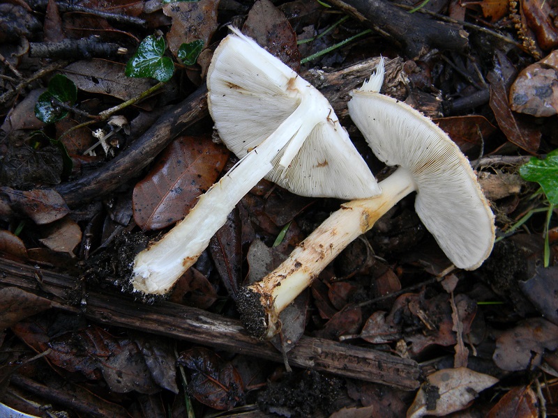 30)Fotogr.il.19.11.2016.sotto Leccio terr.sabb.