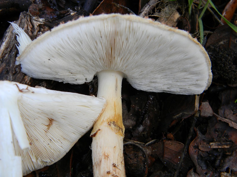 30)Fotogr.il.19.11.2016.sotto Leccio terr.sabb.