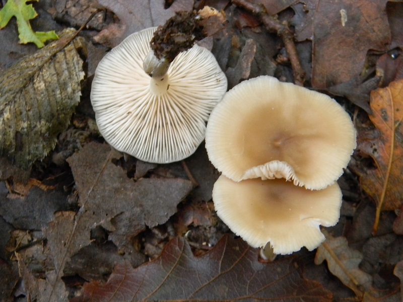 1)Fotogr.il 22.11.2016.sotto Quercia