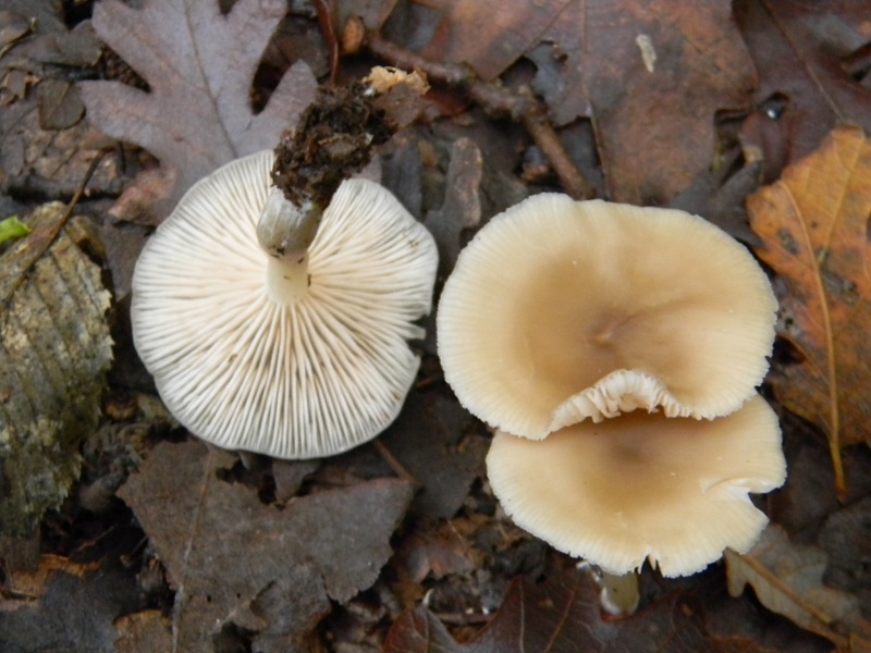 1)Fotogr.il 22.11.2016.sotto Quercia