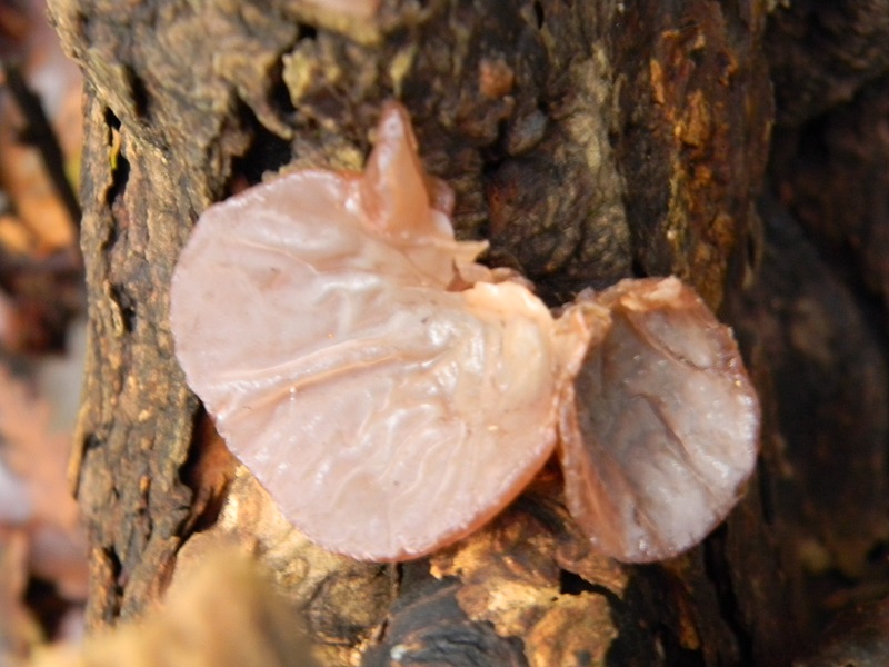 2)Fotogr.il 22.11.2016.sotto Quercia lignicolo