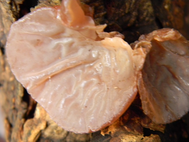 2)Fotogr.il 22.11.2016.sotto Quercia lignicolo