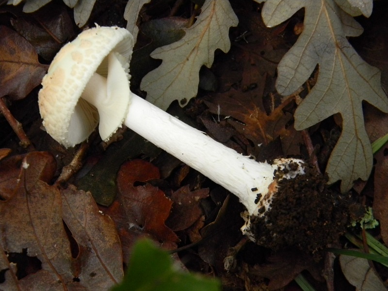 3)Fotogr.il 22.11.2016.sotto Quercia