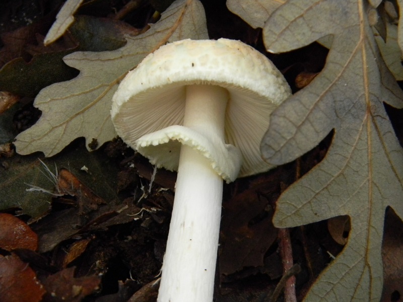 3)Fotogr.il 22.11.2016.sotto Quercia