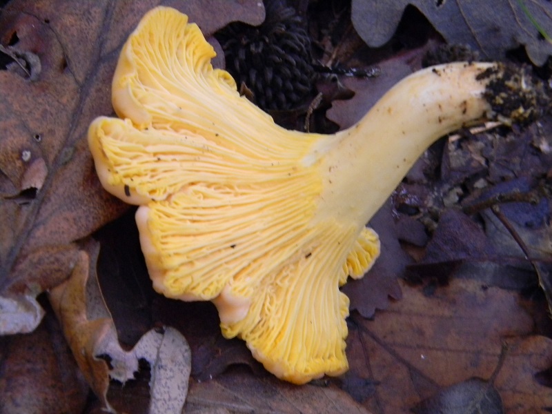 4)Fotogr.il 22.11.2016.sotto Quercia