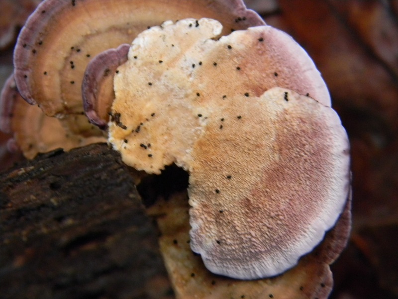 5)Fotogr.il22.11.2016.sotto Quercia lignicolo