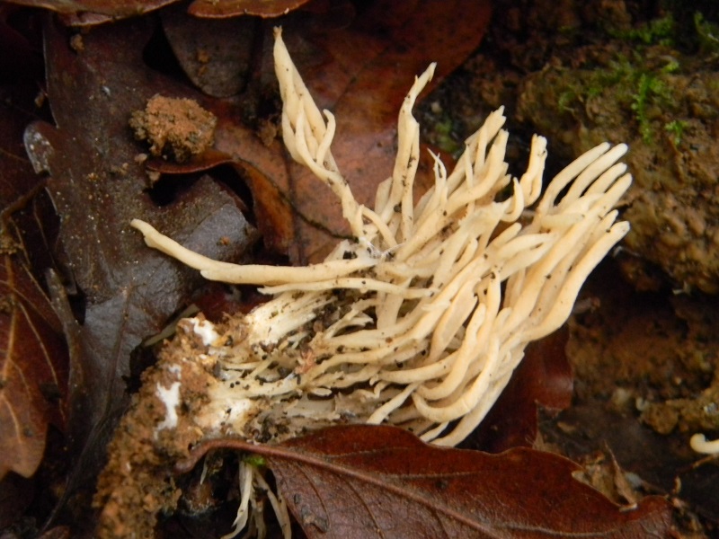 6)Fotogr.il 22.11.2016.sotto Quercia lignicolo