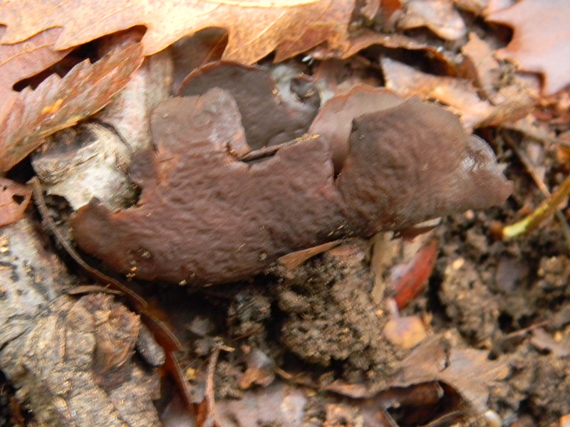 7)Fotogr.il 22.11.2016.sotto Quercia