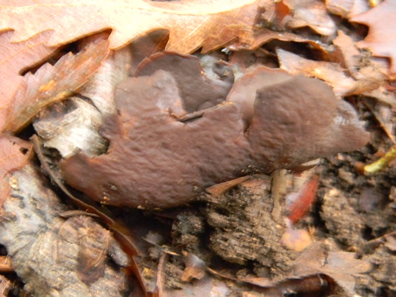 7)Fotogr.il 22.11.2016.sotto Quercia