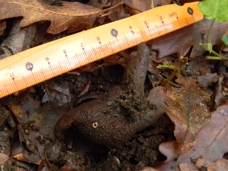 7)Fotogr.il 22.11.2016.sotto Quercia