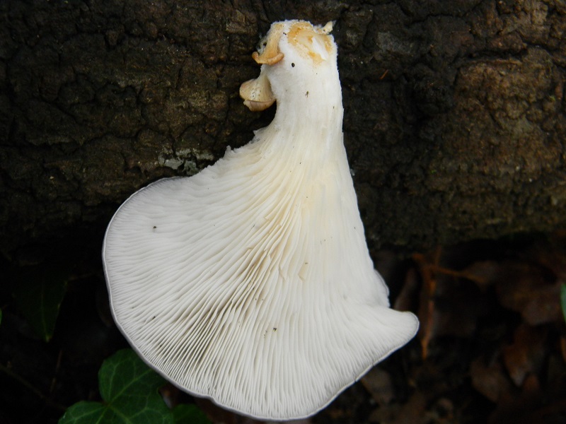 8)Fotogr.il.22.11.2016.sotto Quercia