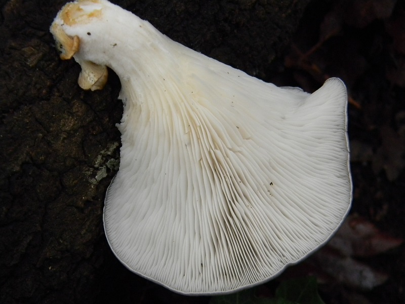 8)Fotogr.il.22.11.2016.sotto Quercia