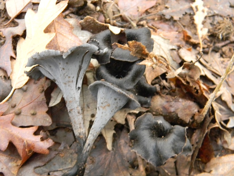 9)Fotogr.il 22.11.2016.sotto Quercia