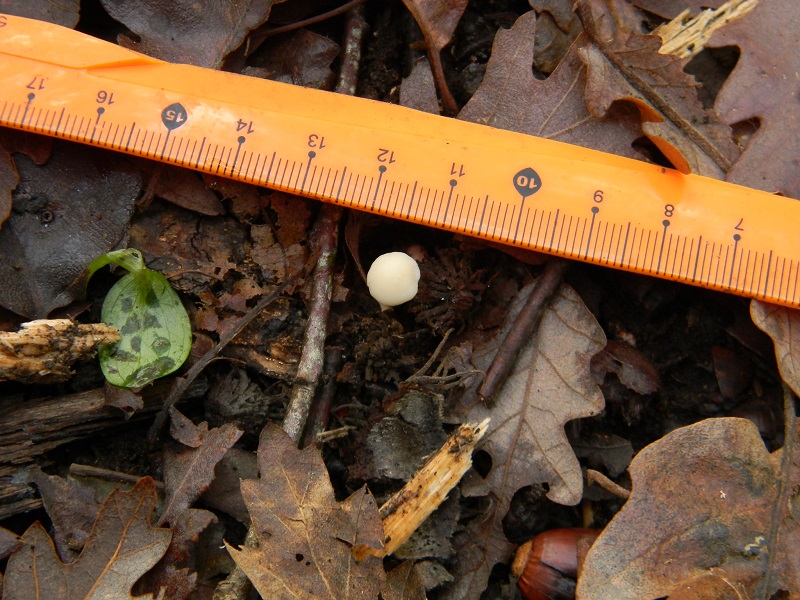 11)Fotogr.il 22.11.2016.sotto Quercia