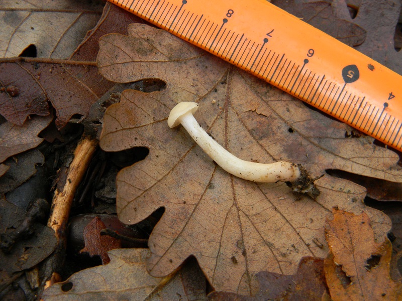 11)Fotogr.il 22.11.2016.sotto Quercia