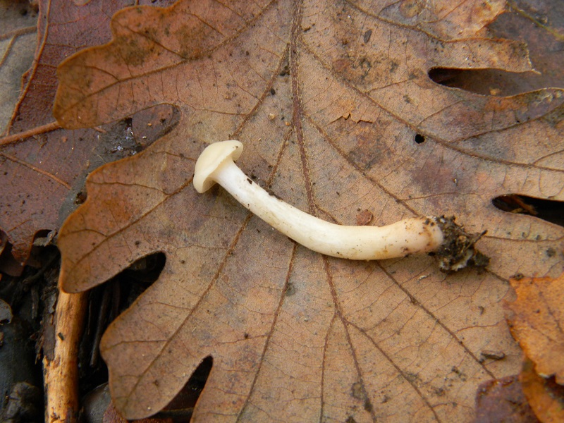 11)Fotogr.il 22.11.2016.sotto Quercia