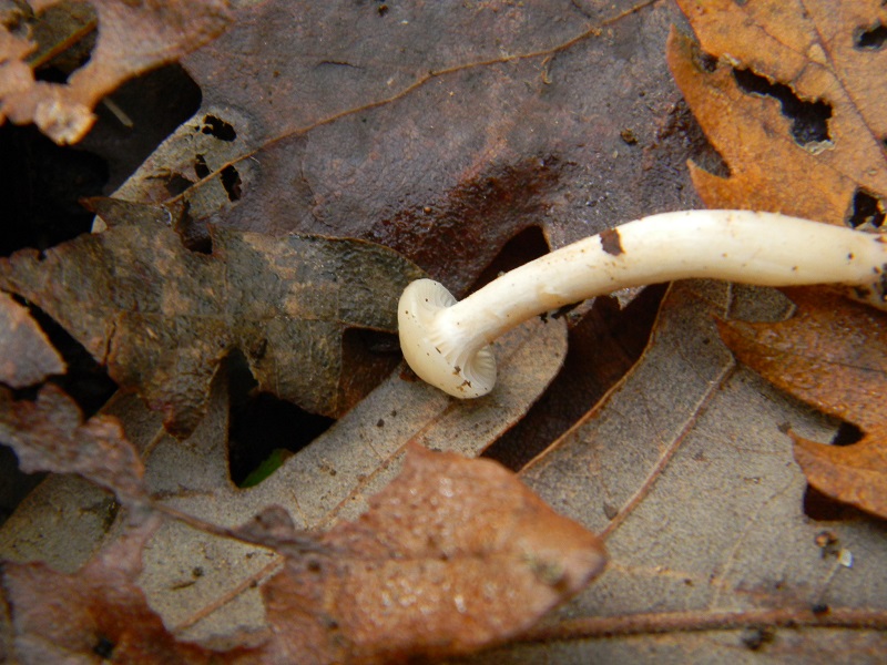 11)Fotogr.il 22.11.2016.sotto Quercia