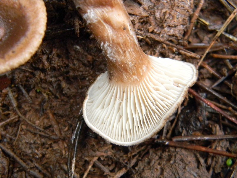 20)Fotogr.il 20.12.2014.sotto pineta con Leccio