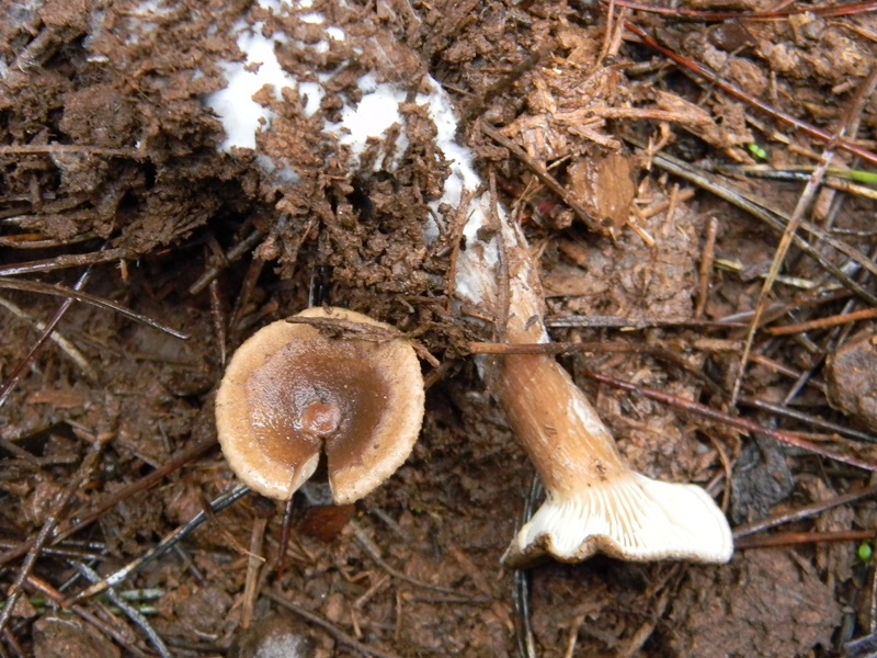 20)Fotogr.il 20.12.2014.sotto pineta con Leccio