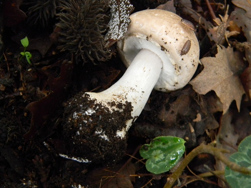 12)Fotogr.il.22.11.2016.sotto Quercia