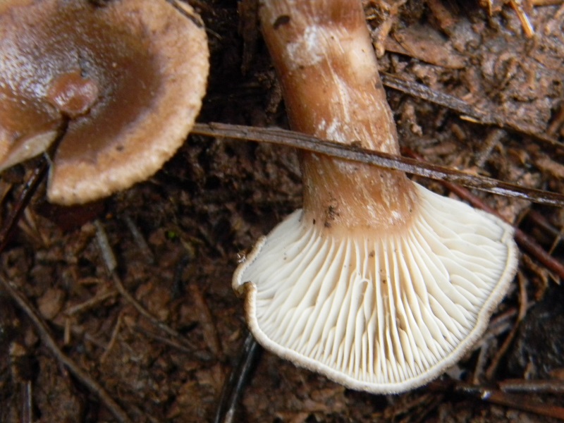 20)Fotogr.il 20.12.2014.sotto pineta con Leccio