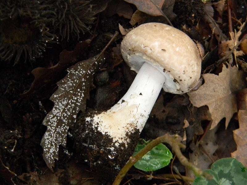 12)Fotogr.il.22.11.2016.sotto Quercia