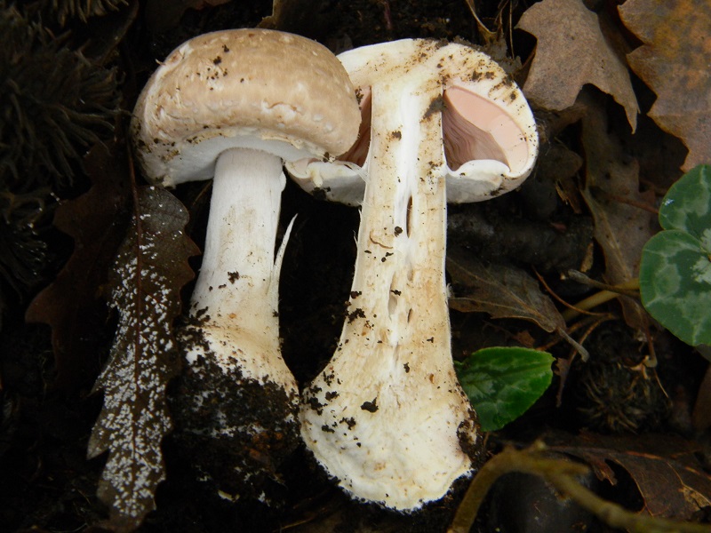 12)Fotogr.il.22.11.2016.sotto Quercia