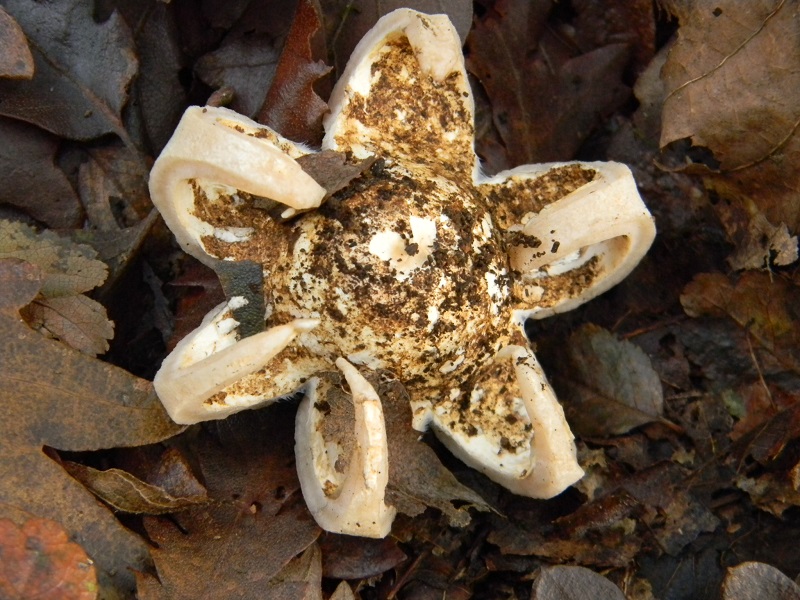 13)Fotogr.il 22.11.2016.sotto Quercia