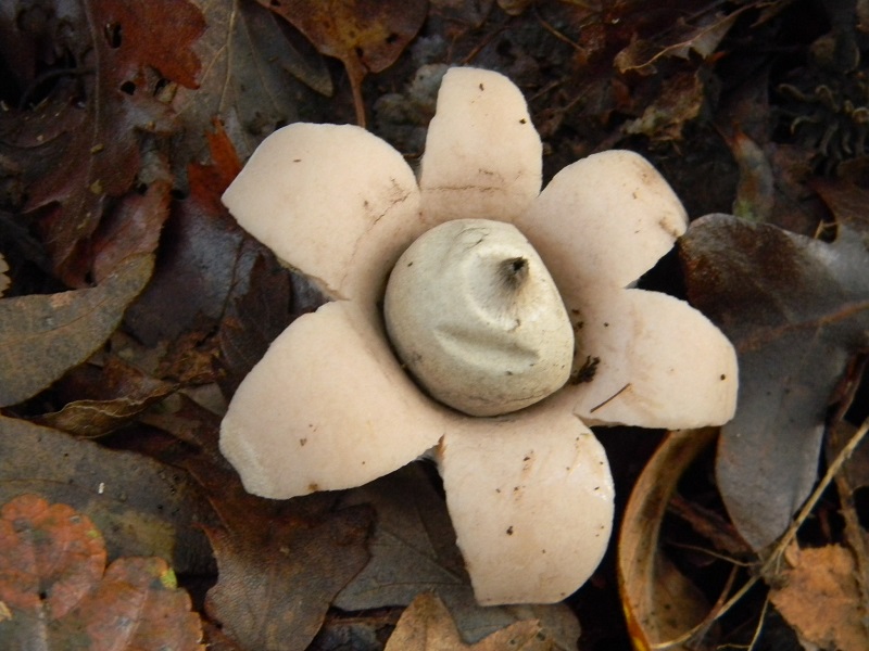 13)Fotogr.il 22.11.2016.sotto Quercia