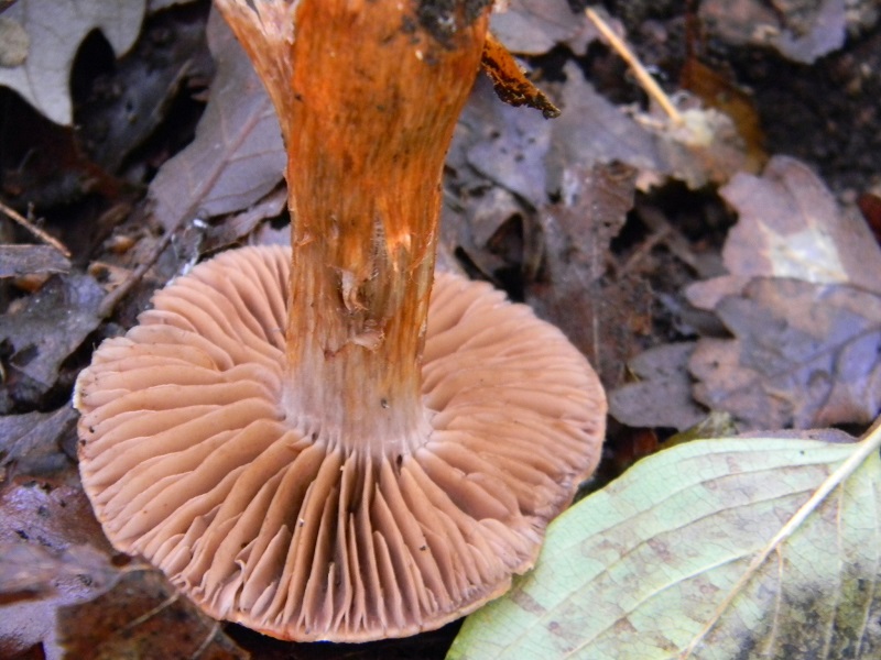 14)Fotogr.il.22.11.2016.sotto Quercia