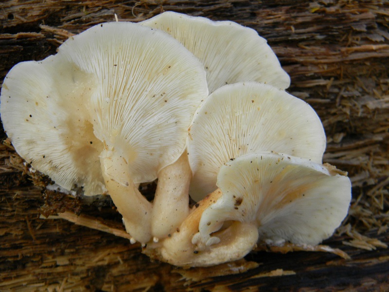 15)Fotogr.il 22.11.2016.sotto Quercia