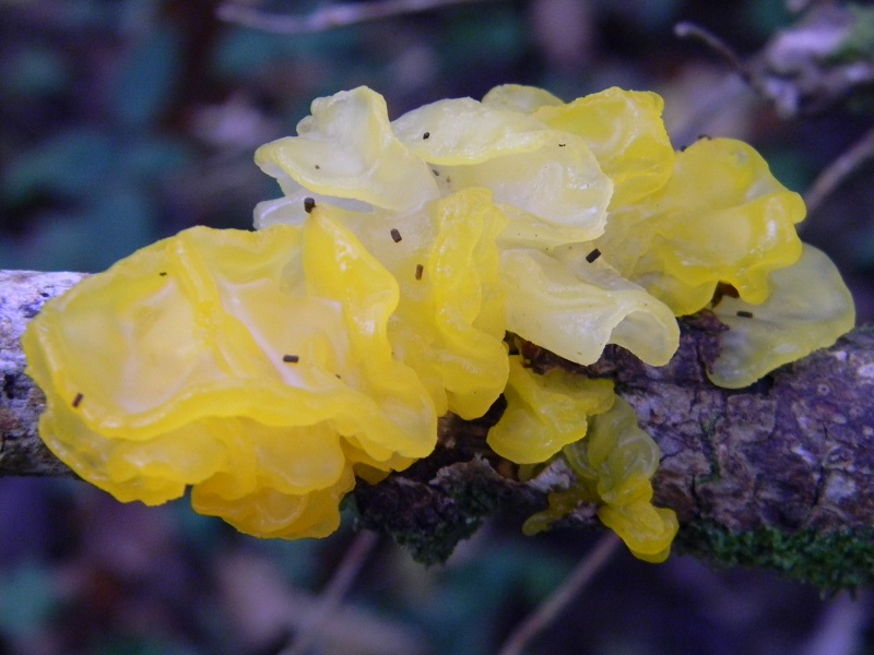 16)Fotogr.il 22.11.2016.sotto Quercia