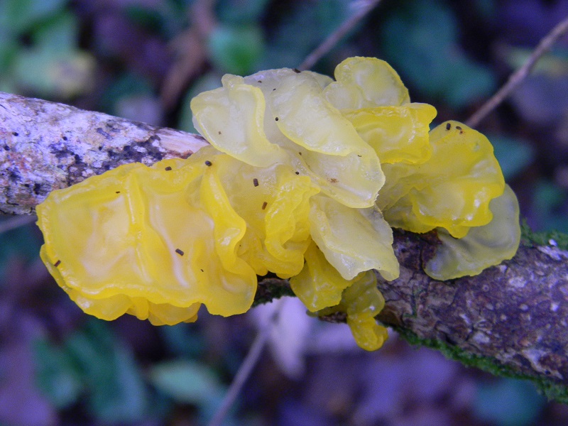 16)Fotogr.il 22.11.2016.sotto Quercia