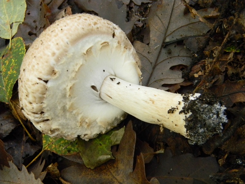 17)Fotogr.il 22.11.2016.sotto Quercia ultimo del 22.11.