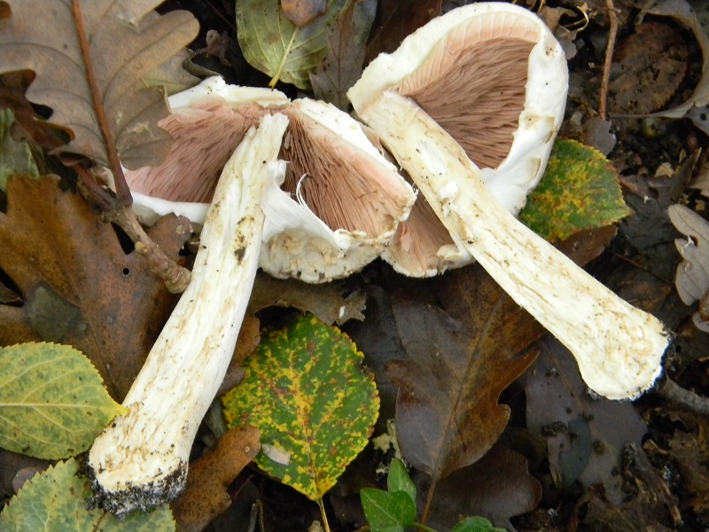 17)Fotogr.il 22.11.2016.sotto Quercia ultimo del 22.11.