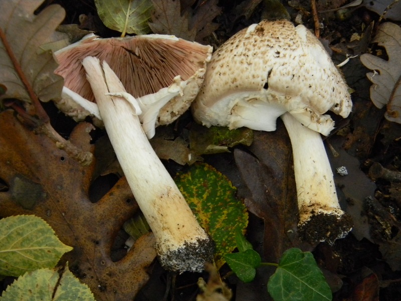 17)Fotogr.il 22.11.2016.sotto Quercia ultimo del 22.11.