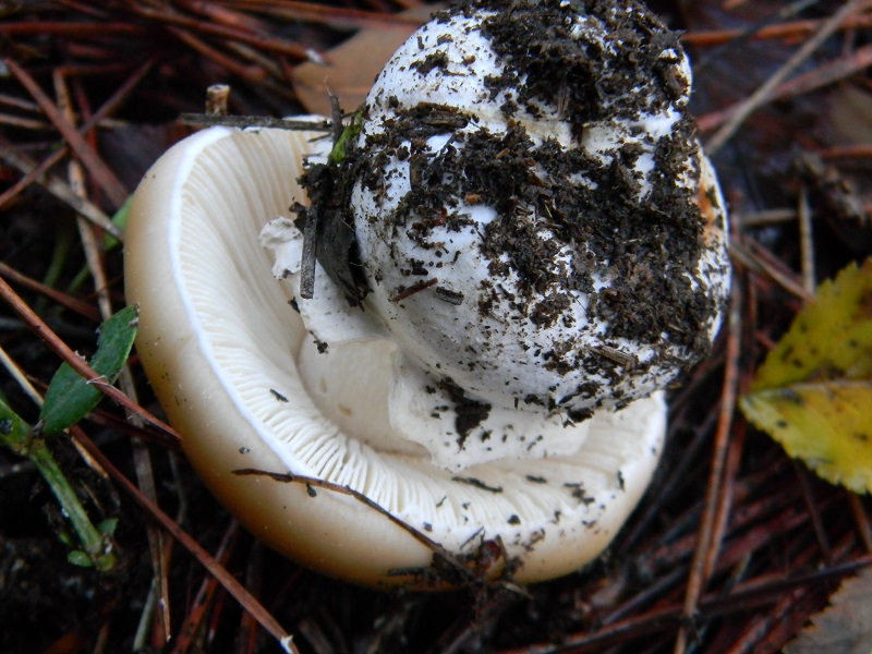 10) Fotogr.il 21.12.2014.sotto pin.con Lec..ultimo ritrtv.