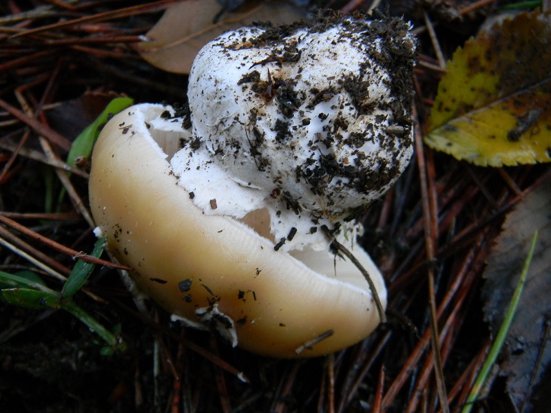 10) Fotogr.il 21.12.2014.sotto pin.con Lec..ultimo ritrtv.