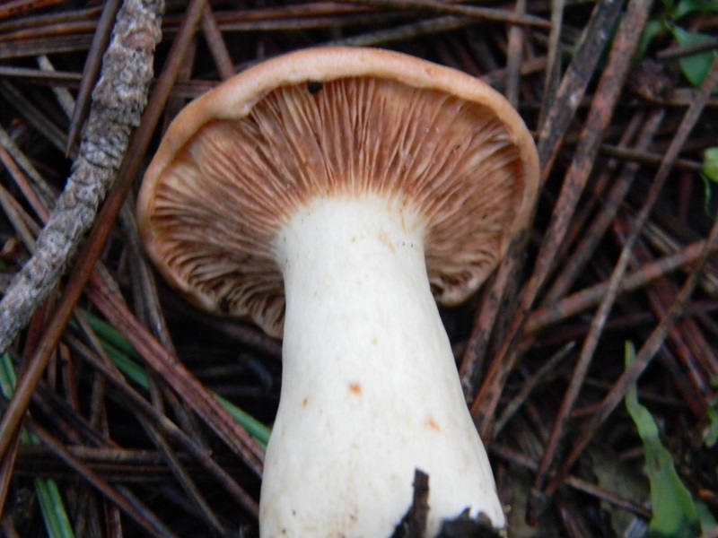 3)Fotogr.il 26.11.2016.sotto pineta marina con Leccio