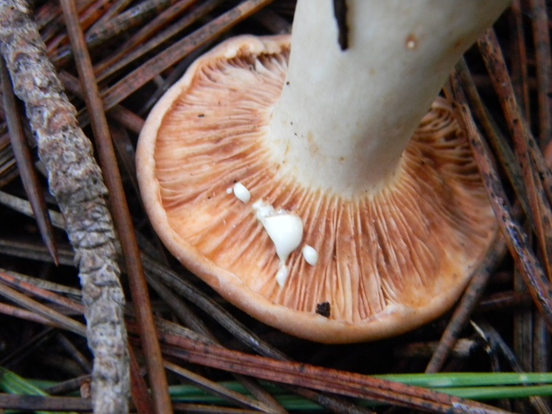 3)Fotogr.il 26.11.2016.sotto pineta marina con Leccio