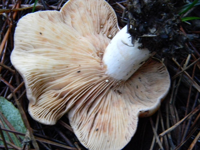 2) Fotogr.il 21.12.2014.sotto pineta marina con Leccio