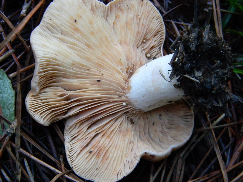 2) Fotogr.il 21.12.2014.sotto pineta marina con Leccio